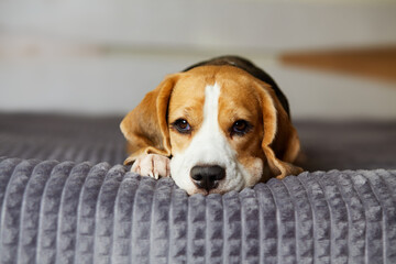 A beagle dog is lying on a bed on a gray blanket.