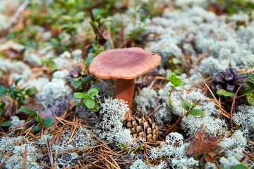 Mushroom grows on moss in the forest. 