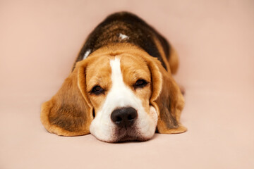 Cute dog beagle, lying on isolated background. Copy space.