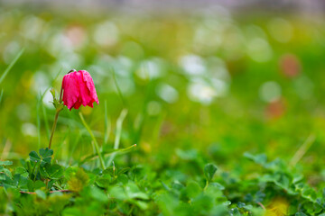 a red anemone with its guest on its neck bowed