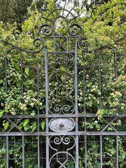 Wrought iron fence in front of a bush