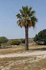 Lone Palm Tree in Arid Landscape