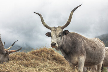 Naklejka na ściany i meble Hungarian grey cattle on animal farm