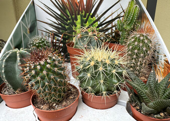 Cactus plants in pots oudoor