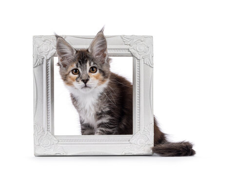 Cute young maine coon cat kitten, sitting side ways through white photo frame. Looking straight to camera. isolated on a white background.