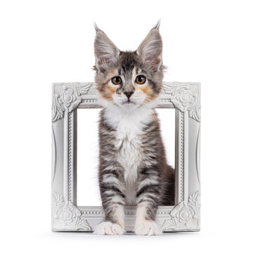 Cute young maine coon cat kitten, sitting through white photo frame. Looking straight to camera. isolated on a white background.