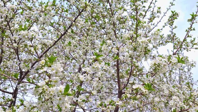 blooming cherry tree at sunny spring day, wide angle closeup