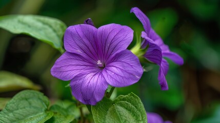 Purple flowers bloom in lush garden with green leaves