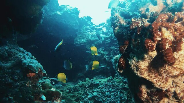 Underwater world with yellow color tropical fishes moorish idol and surgeons fish swimming in stone cave. Nature. Meditative nature. Coral reef bottom. Film grain pixel texture