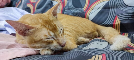 A sleeping ginger cat on the sofa