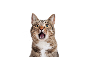 Protrait of an isolated surprised cat with transparent background
