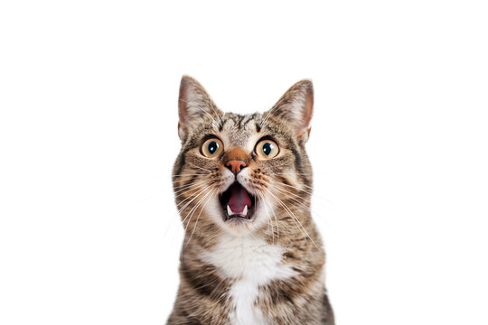 Protrait of an isolated surprised cat with transparent background