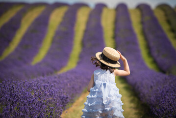 Shot from behind of a little girl wearing a blue dress walking along a lavender field while holding...