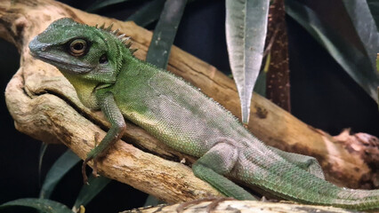 A green crested lizard basks on a branch.