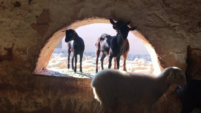CABRAS Y OVEJAS EN CORRAL