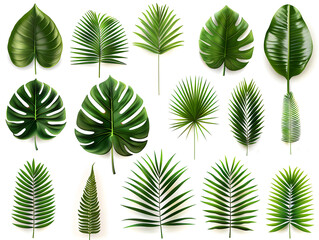 Various tropical leaves displayed on a white background