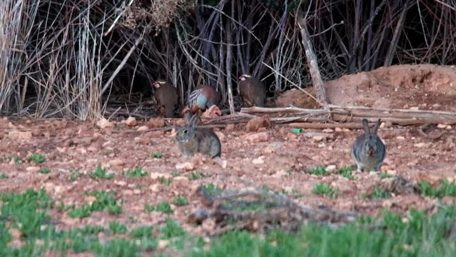 PERDICES Y CONEJOS EN CAMPO