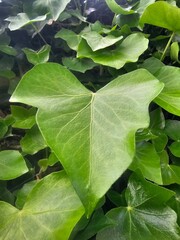 green leaves background