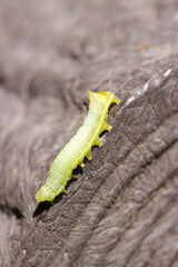 擬木柵に薄緑色のナンカイカラスヨトウの幼虫（自然光＋ストロボ、マクロ接写撮影）