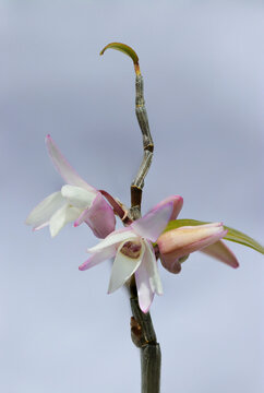 Pale pink and white Japanese dendrobium bonsai (Dendrobium moniliform, close up flower head macro photograph)