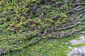 Texture of creeping plants. Natural plant pattern. Gray stone rough surface covered with twisting roots and green leaves.