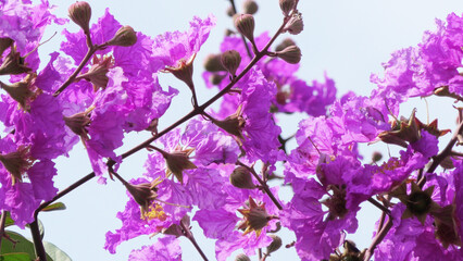 A plant in bloom with purple colored flowers