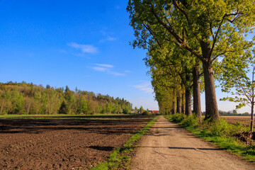 An avenue of poplars lines a country lane near Wellenburg near Augsburg on a sunny day in spring between meadows and fields