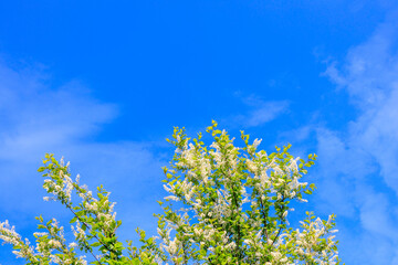 a branch of a flowering weeping cherry tree on a sunny spring day against a blue sky