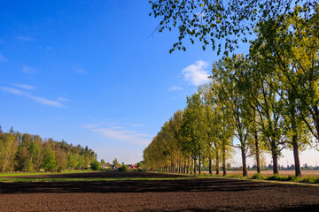 An avenue of poplars lines a country lane near Wellenburg near Augsburg on a sunny day in spring between meadows and fields