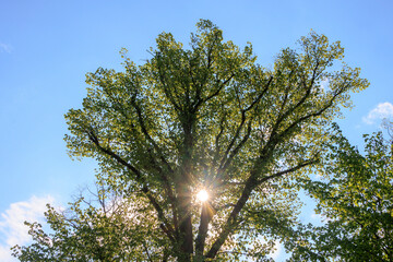 Rays of sunshine shine through the leaves of a summer lime tree in Wellenburger Avenue near Augsburg