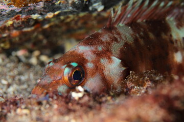 The brown fish tries to hide in the sandy seabed from predators.