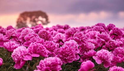 Obraz premium field of flowers, 