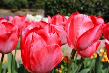 アップの赤いチューリップ