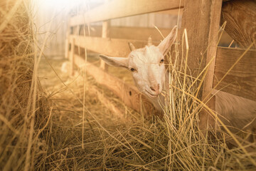 Baby goats on animal farm.High quality photo.