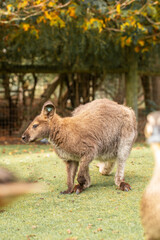 A curious wallaby with soft brown fur, standing in a lush New Zealand meadow