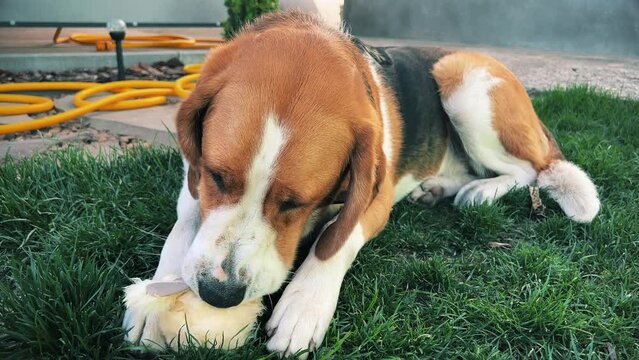 A tricolor dog is enthusiastically gnawing on a soft toy on a green lawn. A high quality. General plan. Horizontal video