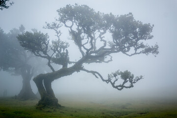 Foggy mistical Fanal Forest in Madeira Island, Portugal