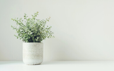 Photo of a houseplant in a painted ceramic pot isolated on white background shot in a studio.
