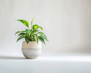 Photo of a houseplant in a painted ceramic pot isolated on white background shot in a studio.