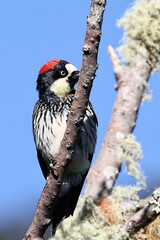 Costa Rican woodpecker