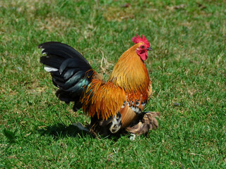 A colorful and beautiful rooster bird moving free in nature on a grass field