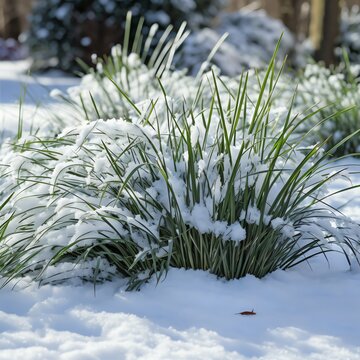 A snowcovered grass border crisply defining the edges of a winter garden, contrasting the stark white snow with dark green blades of grass