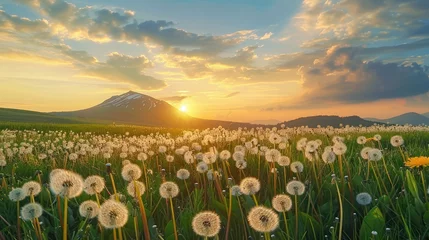 Fotobehang Wonderful field dandelions with blooming flower at sunrise in rural landscape. AI generated image © saifur
