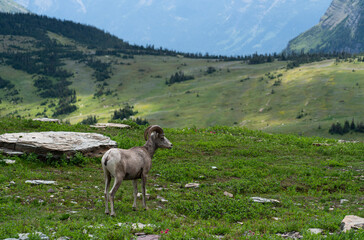 Naklejka premium Rocky Mountain scenery and landscapes