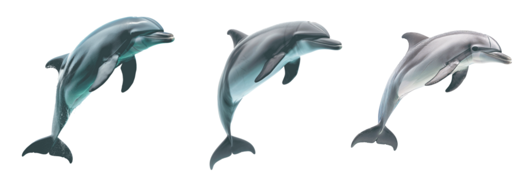 Three dolphins are jumping in the air Set of png elements.