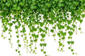 Serene hanging plants, peaceful ivy gently swaying, vivid colors captured in high detail, isolated on white background