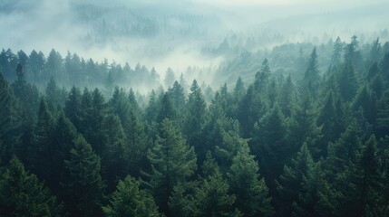 Fototapeta premium A vast expanse of untouched wilderness, where towering trees stretch towards the sky and the air is alive with the sounds of nature.