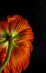 Orange poppy on a black background and green stem, rear view. Low key macro photo