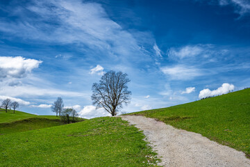 Fototapeta na wymiar Freistehender Baum mit grünen Hügeln