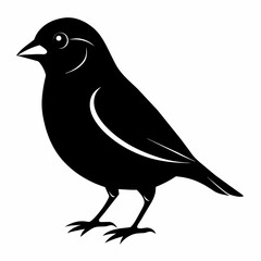 finch silhouette vector illustration